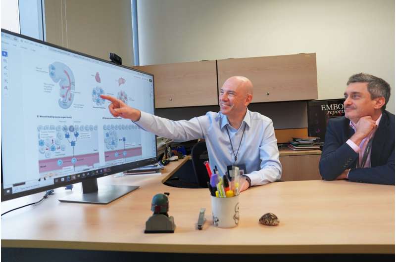 Associate Professor Jacques Behmoaras and Professor Enrico Petretto review key insights into immune cells' role in scarring. Credit: Duke-NUS Medical School Researchers compile 'handbook' to fast-track breakthroughs in scarring research
