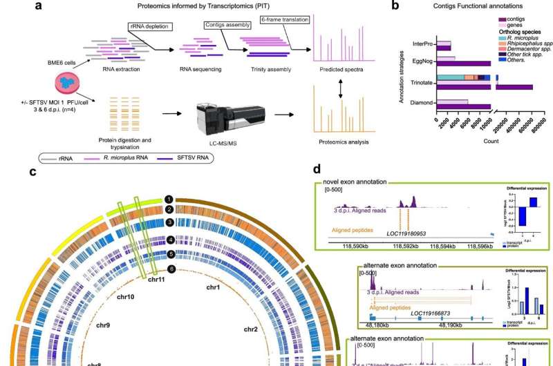 Proteomics informed by transcriptomics (PIT) methodology for R. microplus BME6 cells infected with SFTSV. Credit: Nature Communications (2025). DOI: 10.1038/s41467-025-59565-w Scientists uncover how ticks fight off and carry deadly SFTS Virus