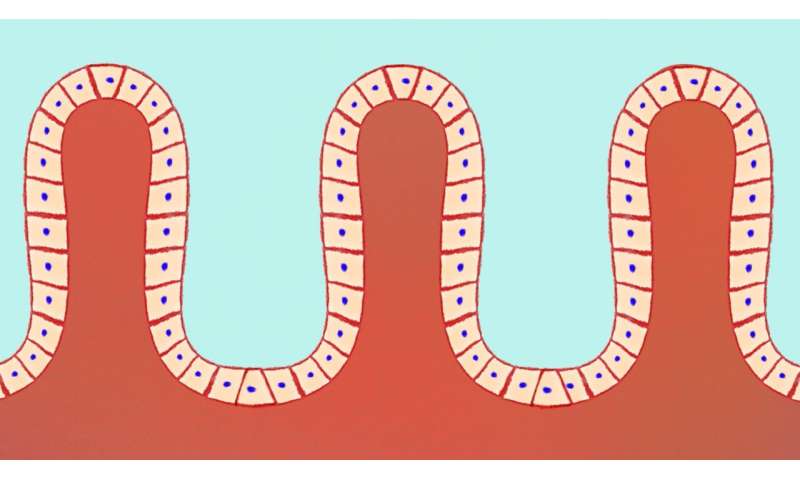 Intestinal surface cells pull rather than push