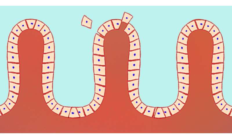 Intestinal surface cells pull rather than push