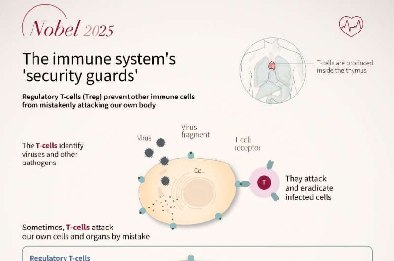 The immune system's 'security guards'